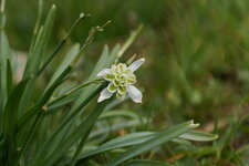 Perce neige