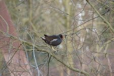 Gallinule poule d