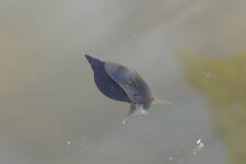 Gastéropode aquatique