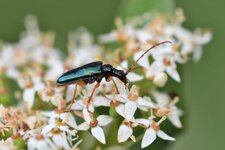 Le Longicorne bleu brillant