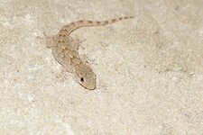 Gecko
