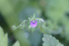 Géranium à feuilles molles