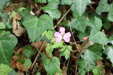 Géranium des bois