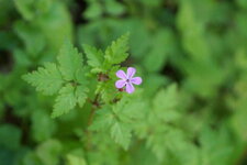 Géranium herbe à robert 