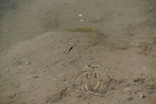 Gerris sp.