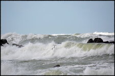 Goéland/Tempête "Christine"