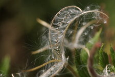 Graines d