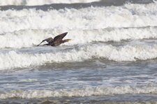 Grand cormoran