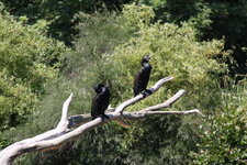 Grand cormoran