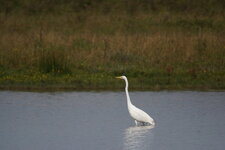 Grande aigrette
