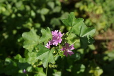 Grande mauve 
