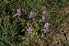 Grande mauve