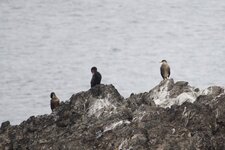 Grands cormorans