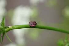 Graphosoma italicum