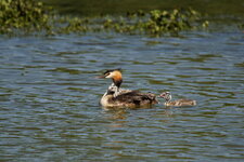 Grèbe family