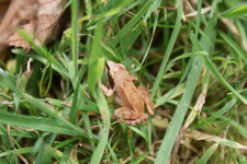 Grenouille
