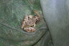 Grenouille agile