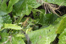 Grenouille rousse