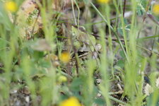 Grenouille rousse