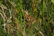 Grenouille rousse