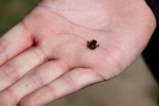 Grenouille spp. une idée peut-être ???