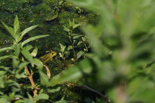 Grenouille verte
