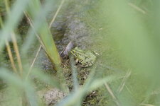 Grenouille verte