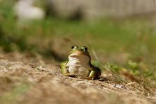 Grenouille verte