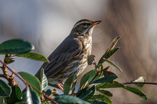 Grive mauvis / Turdus iliacus