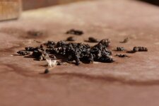 Guano de Chiro 