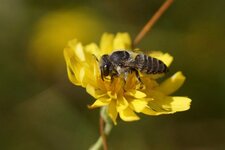 Halictus sp. - sous réserve