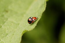 Harmonia axyridis
