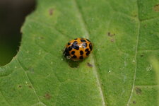 Harmonia axyridis