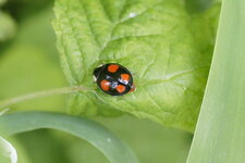 Harmonia Axyridis