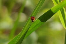 Harmonia axyridis