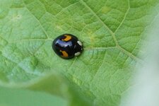 Harmonia axyridis