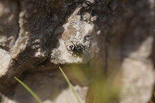 Heliophanus apiatus ou Heliophanus melinus ?