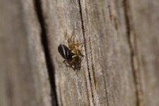 Heliophanus sp.