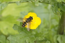 Héliophile suspendu
