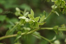 Fleur d