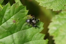 Helophanus sp.
