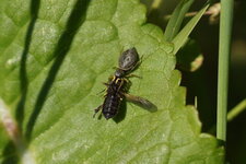 Héliophanus sp.