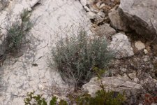 Helicrysum sp. - sous réserve
