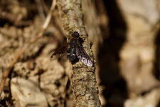 Hemipenthes sp. - Anthrax sp.