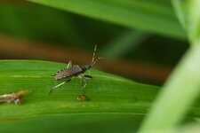 Stenocephalidae sp.