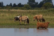 Chevaux Hensons & Highland cattle