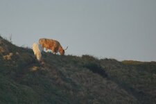 High-land cattle et Trait Boulonnais