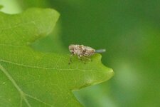 Hysteropterum sp. juvénile