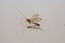 Ichneumon sp.