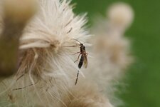 Ichneumon sp.